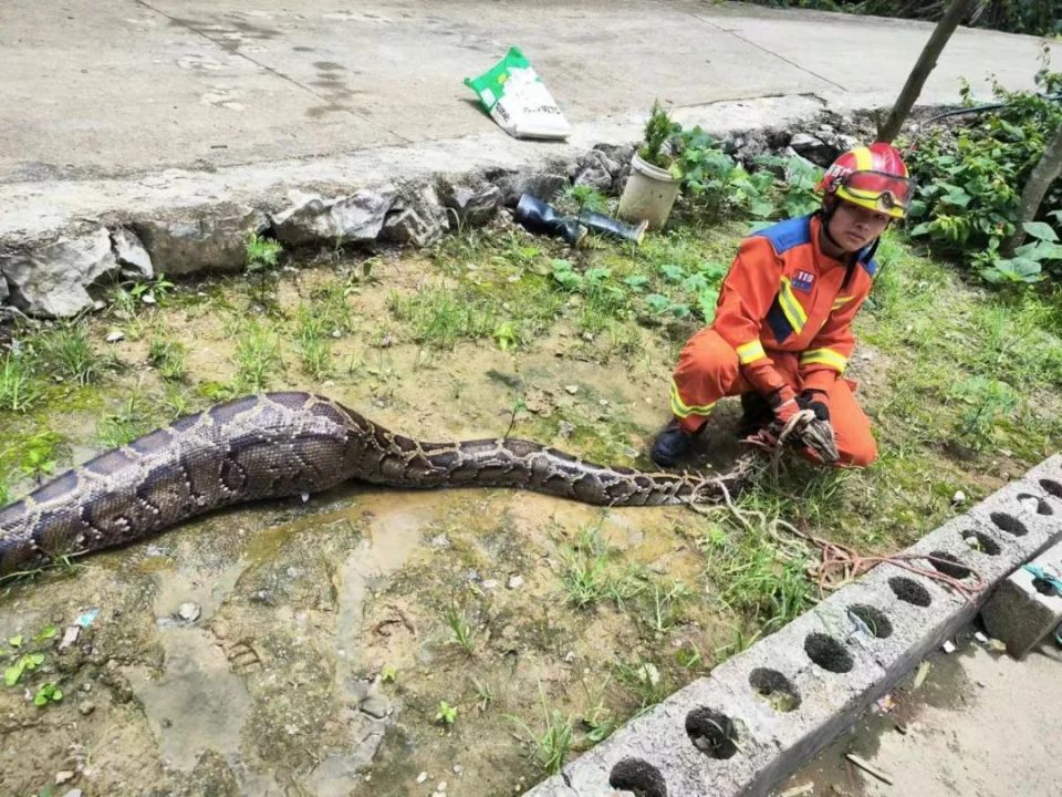 蟒蛇吞羊图片