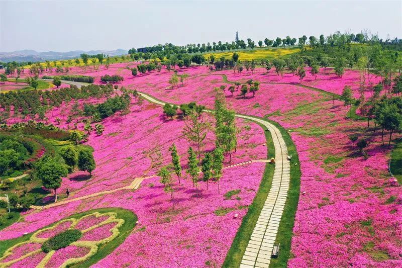 红河特色小镇图鉴|弥勒·太平湖森林小镇 一路花香,一路诗行