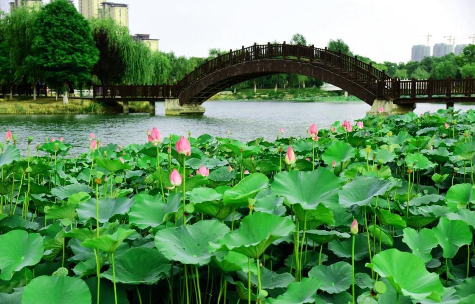 荷花风景图真实图片