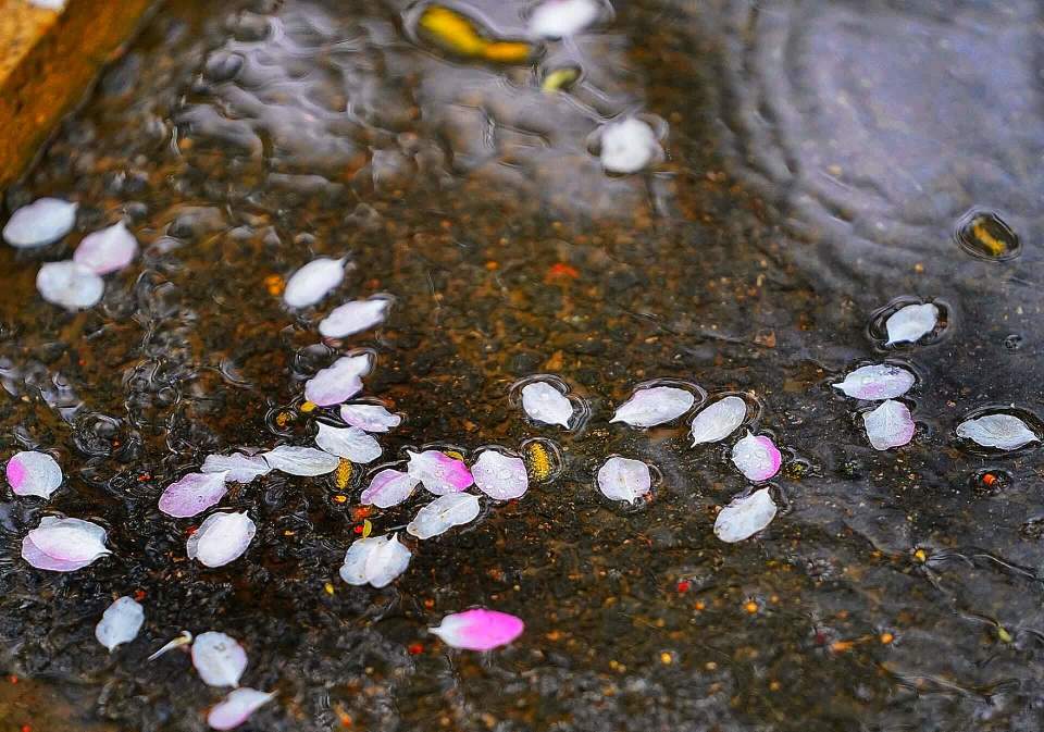美图|春雨如酥,繁花似锦;雨中赏花,静享诗意