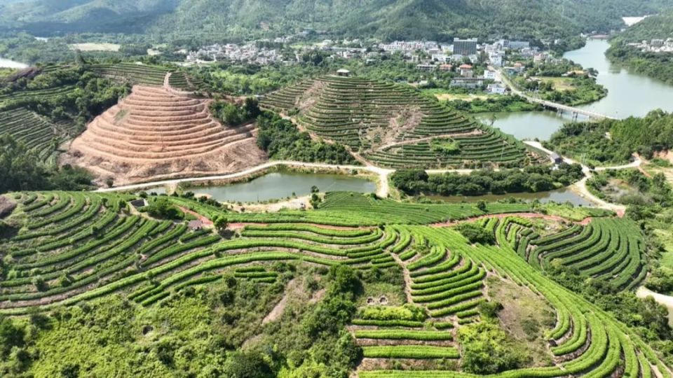 惠东白盆珠镇发展特色岩茶产业村民实现家门口就业