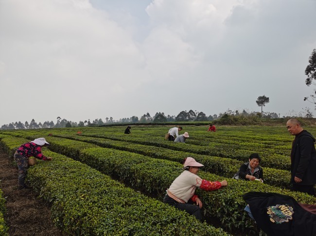 自贡荣县双古镇:60万斤独芽春茶卖了7800多万元_腾讯新闻