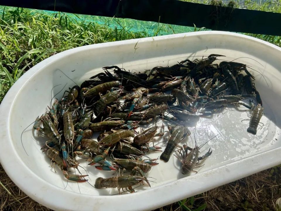 青浦地产澳洲淡水龙虾抢鲜上市