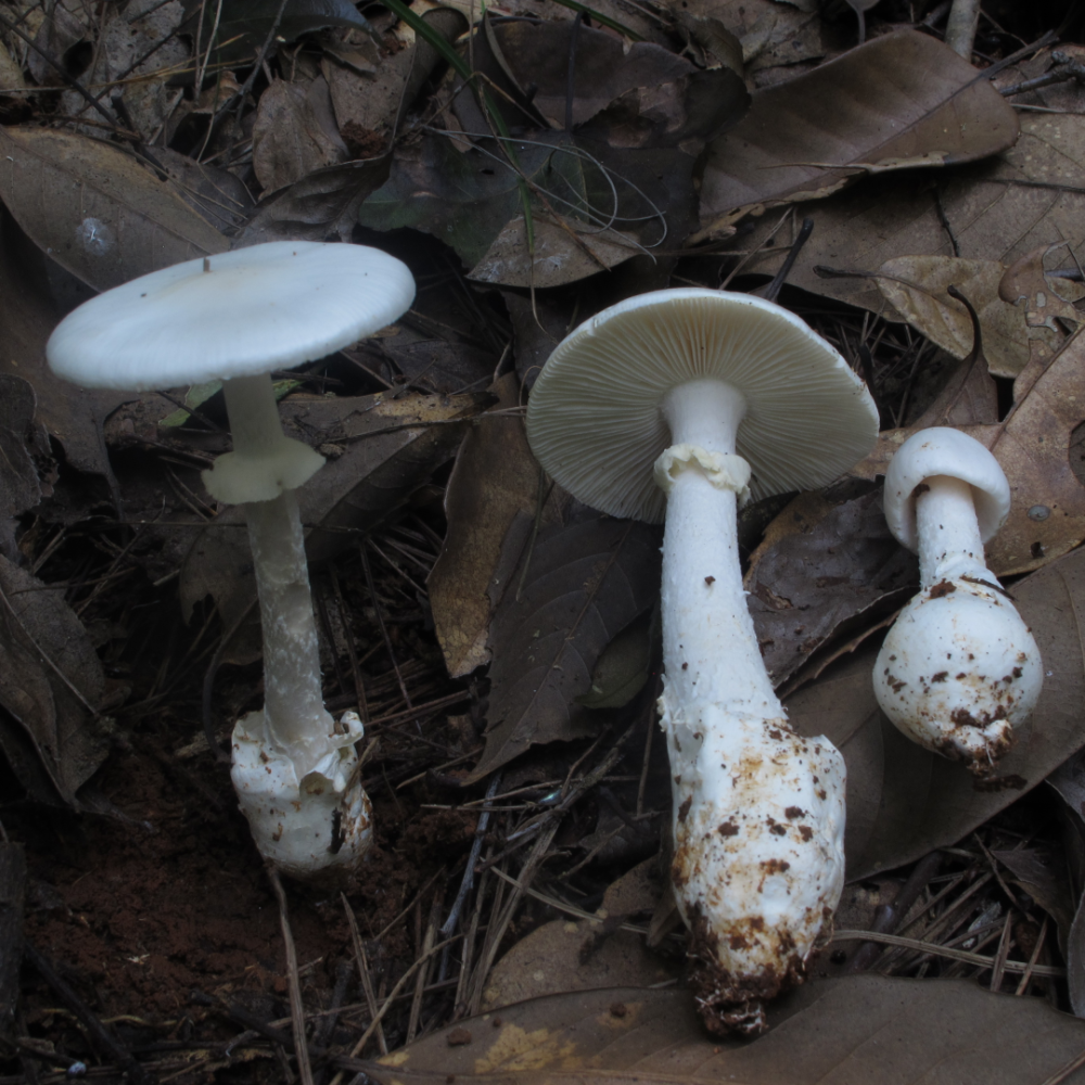 常见剧毒蘑菇介绍