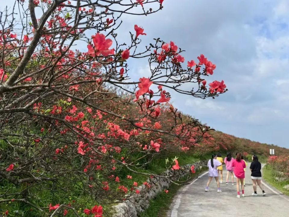 眼下,正是湖南省永州市双牌县阳明山一年一度的高山杜鹃盛开季!