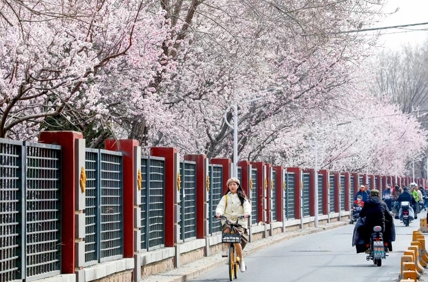 全市推出132处公园赏花片区 市民在家门口感受京城春色_腾讯新闻
