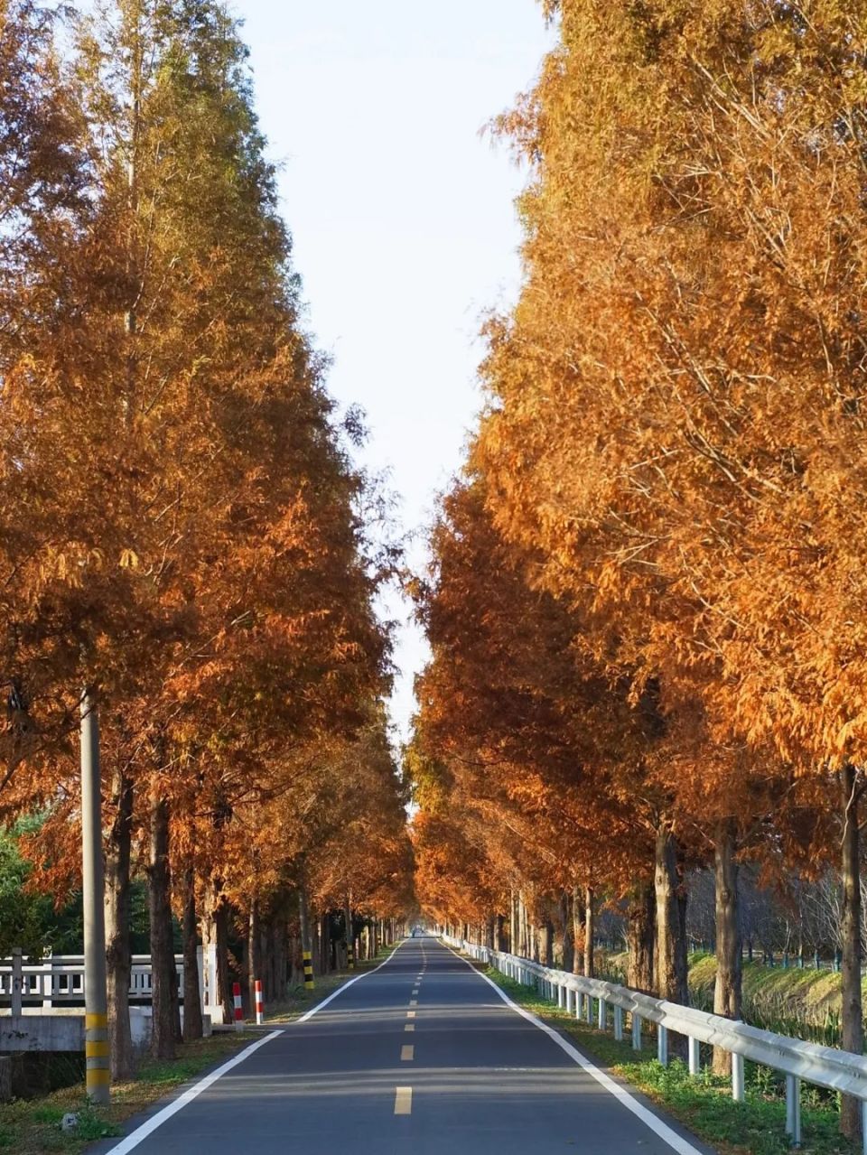 从"一叶知秋"到"层林尽染",水杉大道正上映绝美大片!
