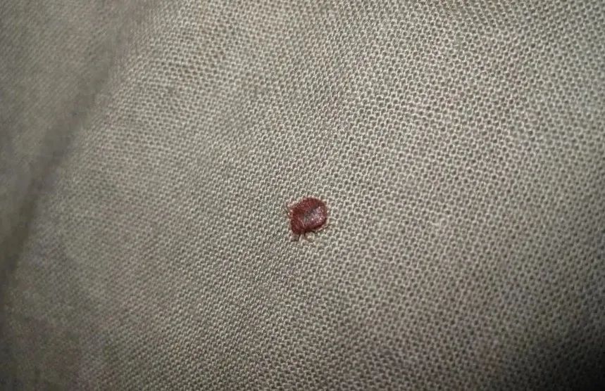 已蔓延至亚洲！臭虫为何让人这么害怕？如何防治？_腾讯新闻