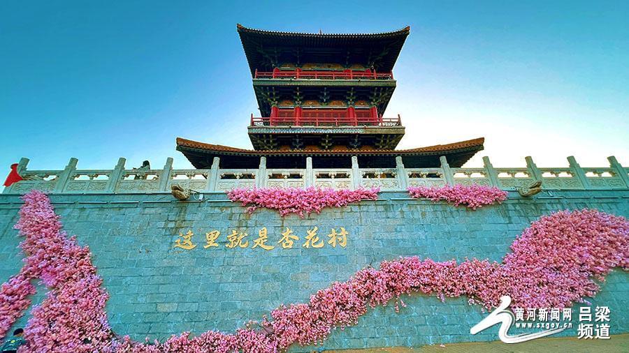 汾阳杏花村里杏花开