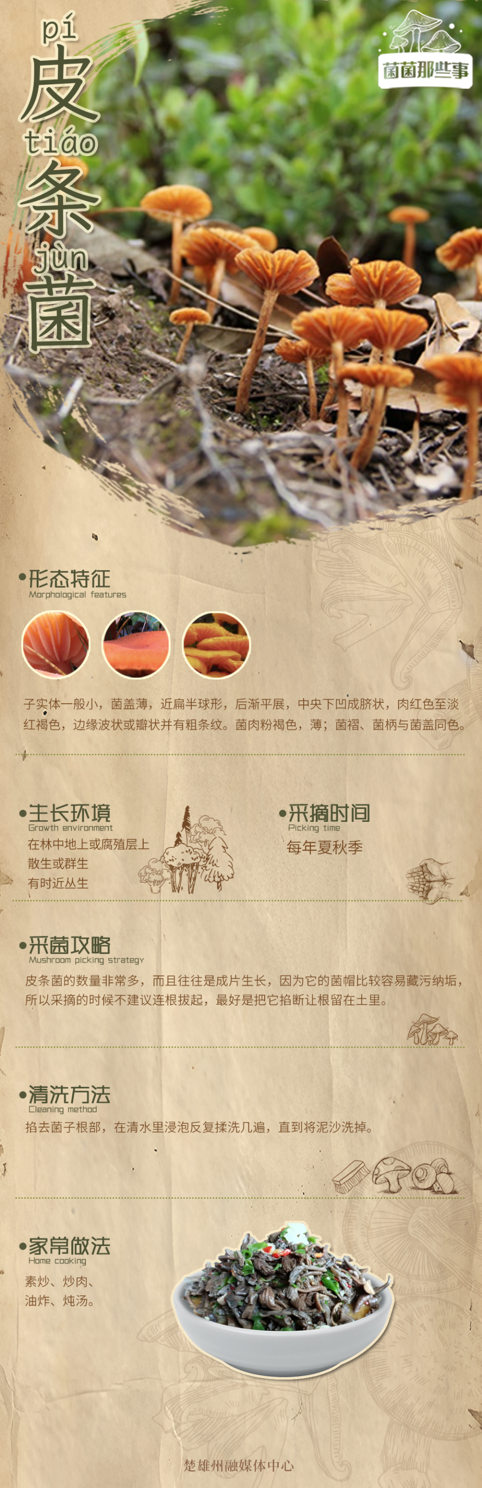 菌菌那些事 | 皮条菌:体形娇小皮薄肉韧