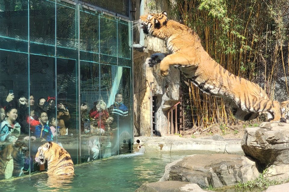 一起打卡深圳野生动物园!大熊猫憨态可掬,老虎上演"龙腾虎跃"