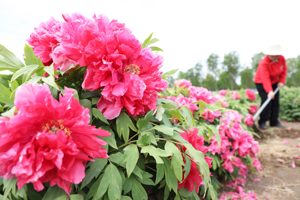 新华社发(贾敏杰摄)5月5日,农民在河北省石家庄市元氏县北岩村播种