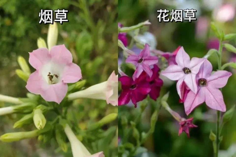 龙泉山丹景台种烟草官方不是烟草而是花烟草