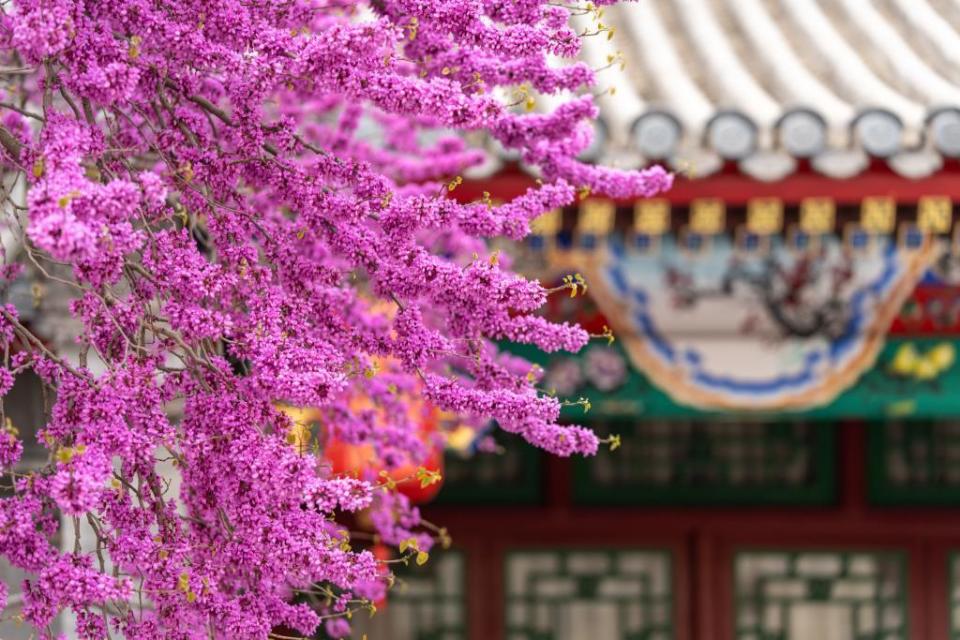 看紫荆花瀑遇上古建筑