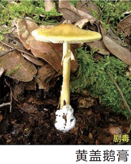 常见种类:毒鹅膏菌,毒蝇鹅膏菌等.生长分布:常见于林中地上.