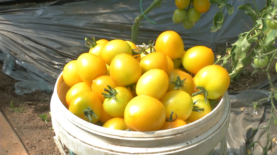 黑龙江省龙江县:大棚初夏迎丰收