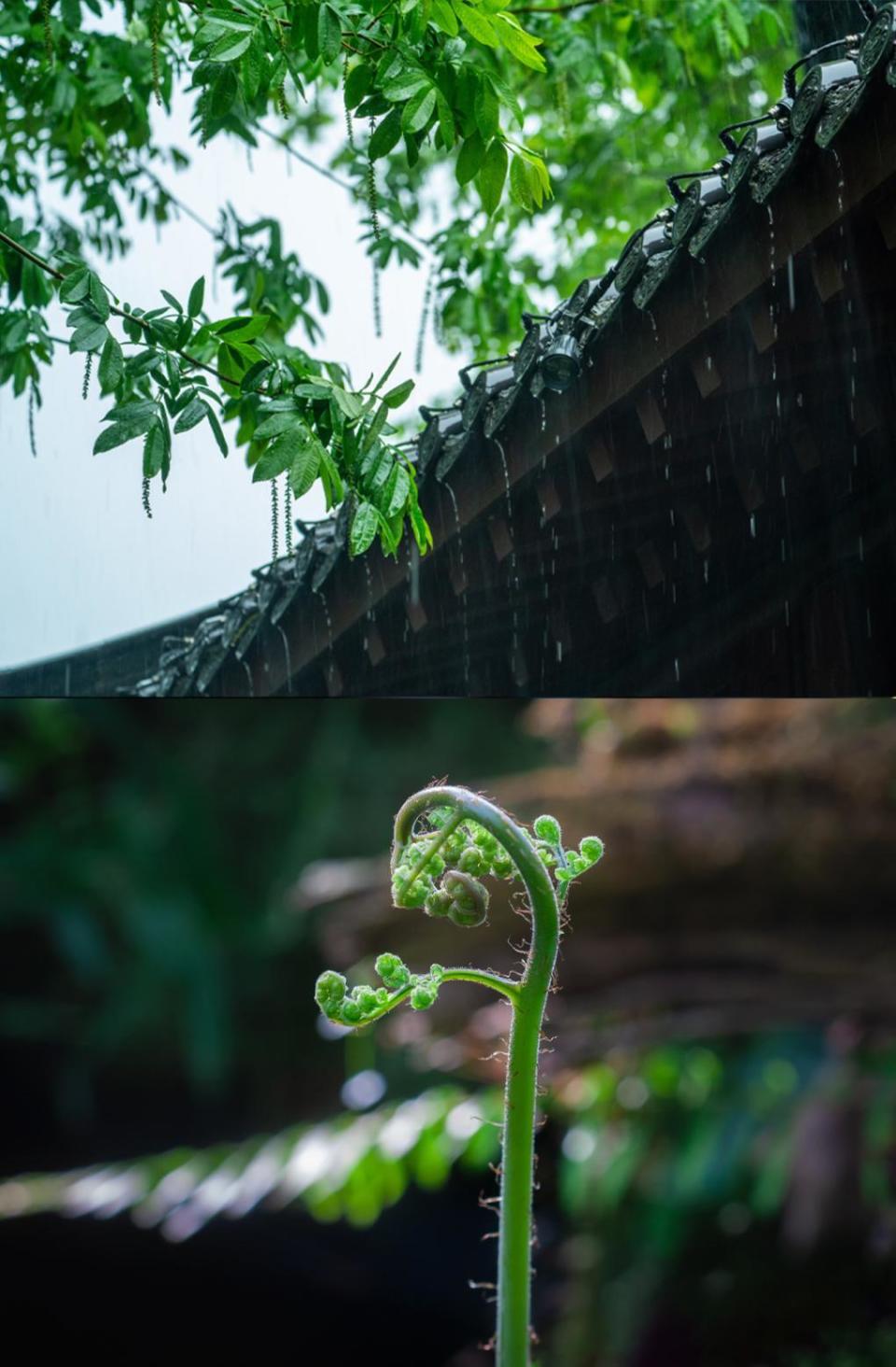 春天下雨真实图片图片