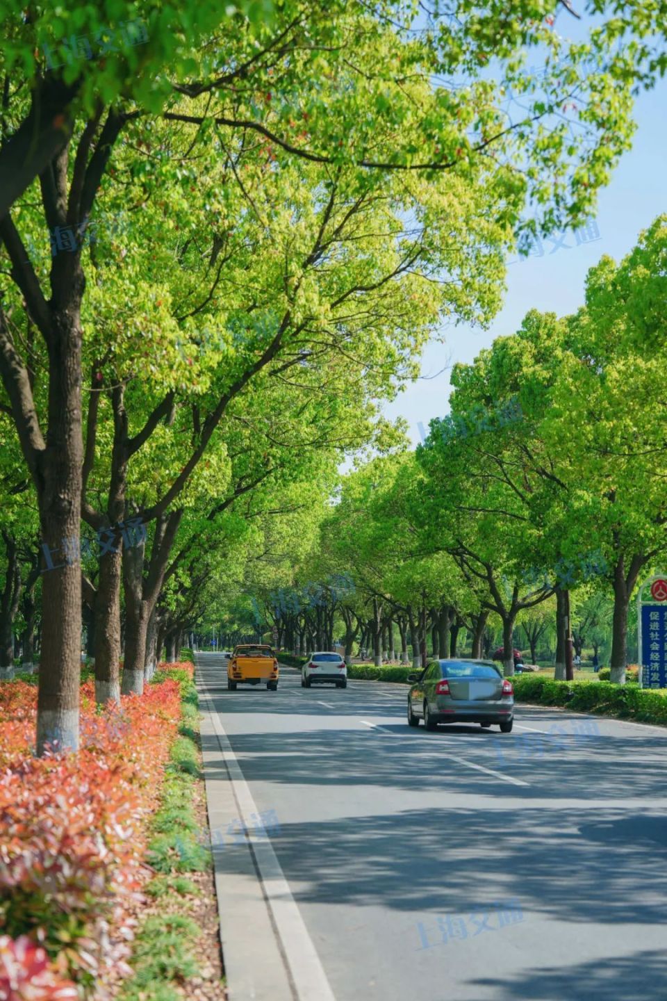 这条公园式景观大道竟是农村公路?