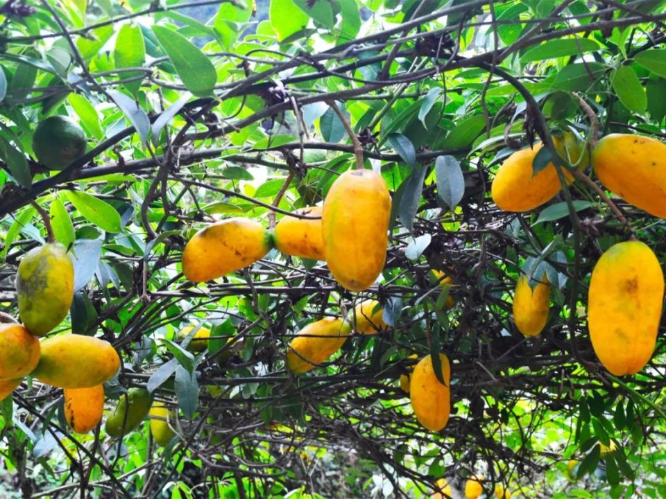 这野果农历九月成熟,儿时常摘来吃,如今成网红水果,15元一斤