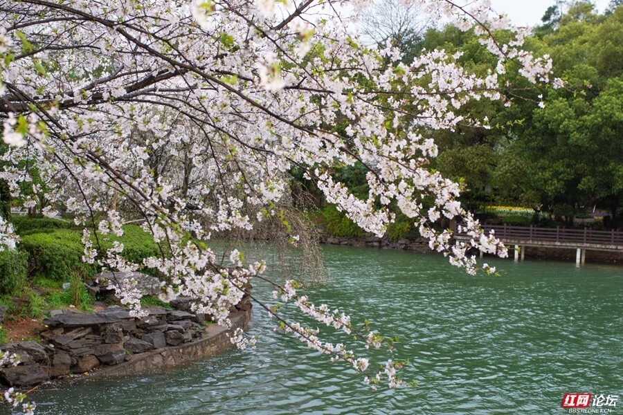 湖南省植物园樱花湖图片