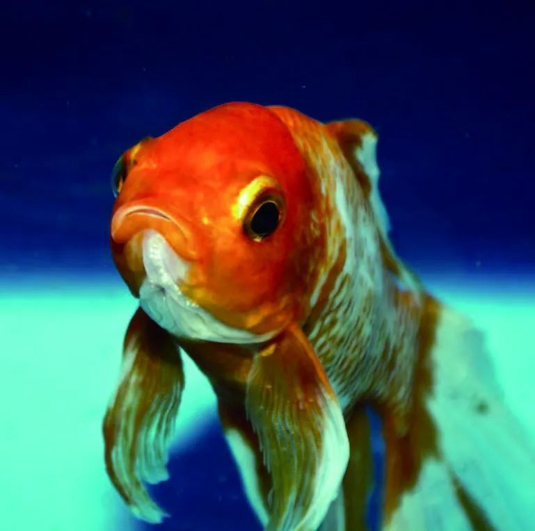 动物们的另类睡姿