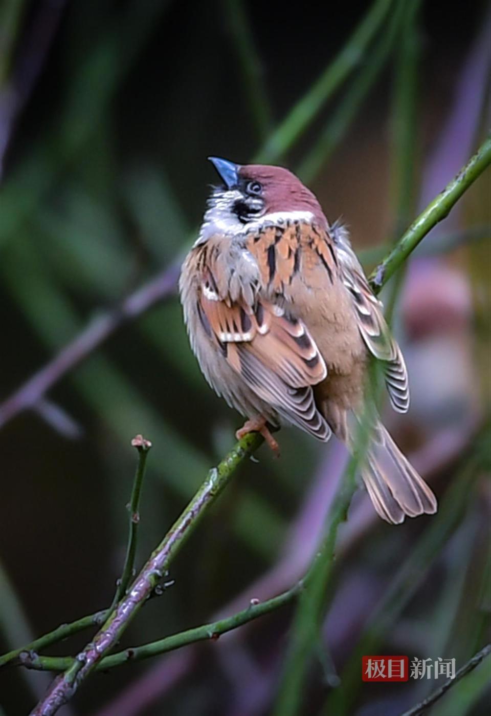 武汉气温骤降至冰点,麻雀在冻雨中"抱团取暖"