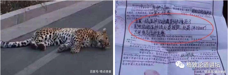遇到被车撞死的动物，你真的无能为力吗？不，你可以拍照传给我们 | 王云_腾讯新闻