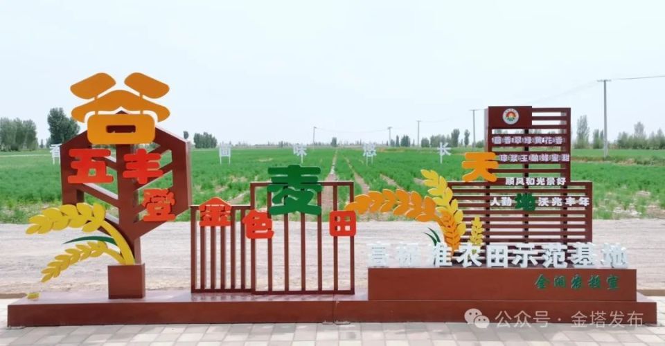 走进金塔县鼎新镇友好村高标准农田暨千亩"茴香 蜜蜂""秋草 养殖"种养