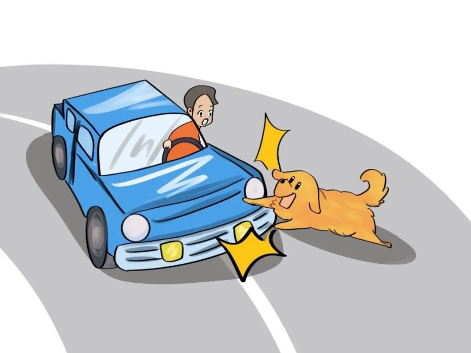 [每周一"典"] 宠物狗未拴绳被车撞伤,谁担责?