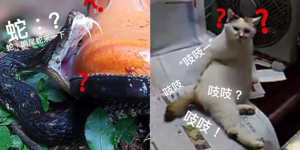 踩了毒蛇4万脚只为被咬?