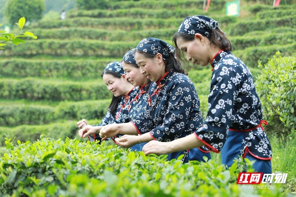 诗画耒阳茶韵悠扬耒阳第二届江头贡茶文化节喊您呷好茶