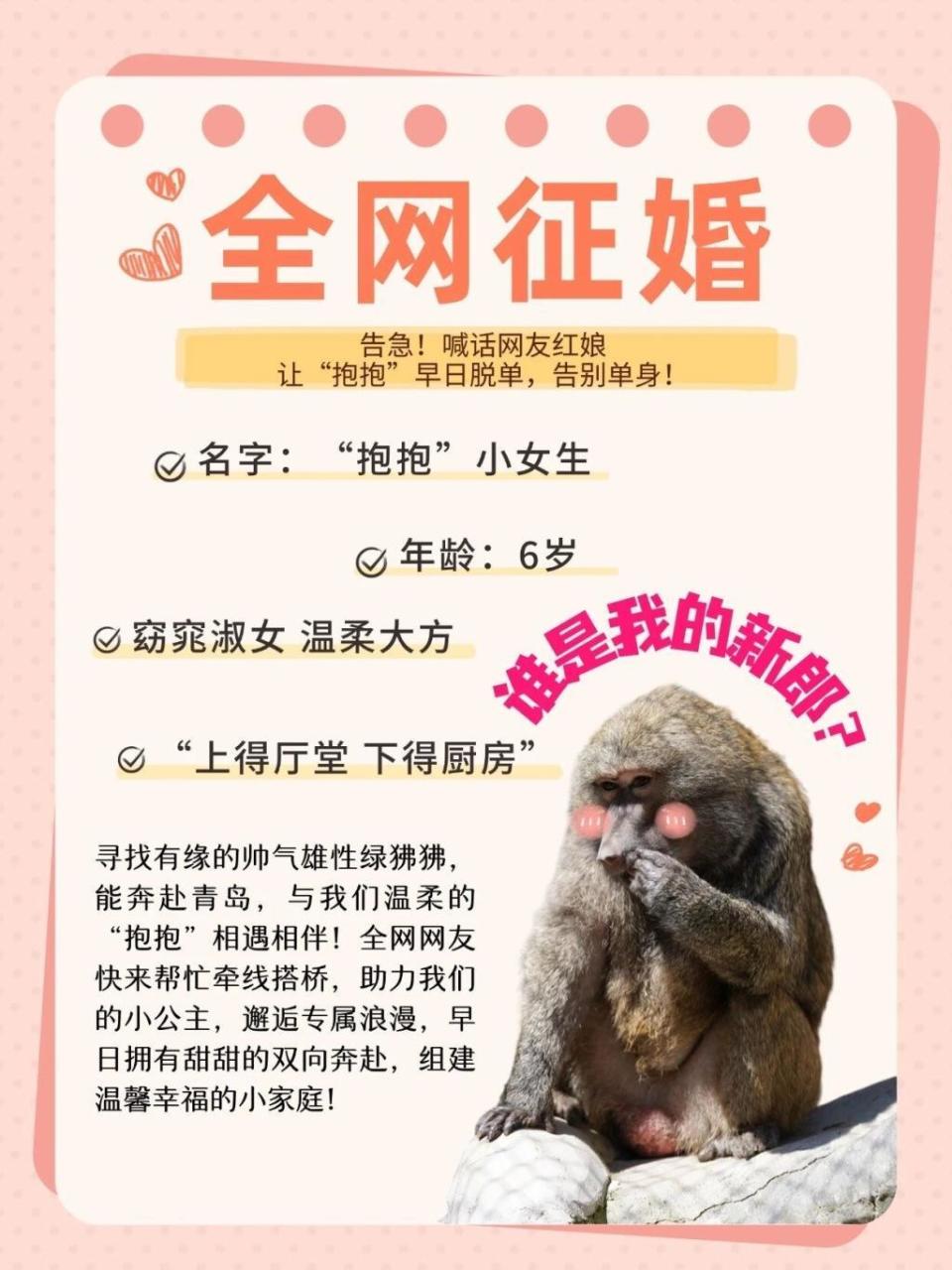 喊话网友红娘！青岛绿狒狒全网征婚，6岁“抱抱”觅良缘_腾讯新闻