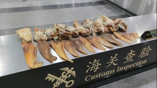 福州长乐机场海关查获92块尖吻鲭鲨鱼翅