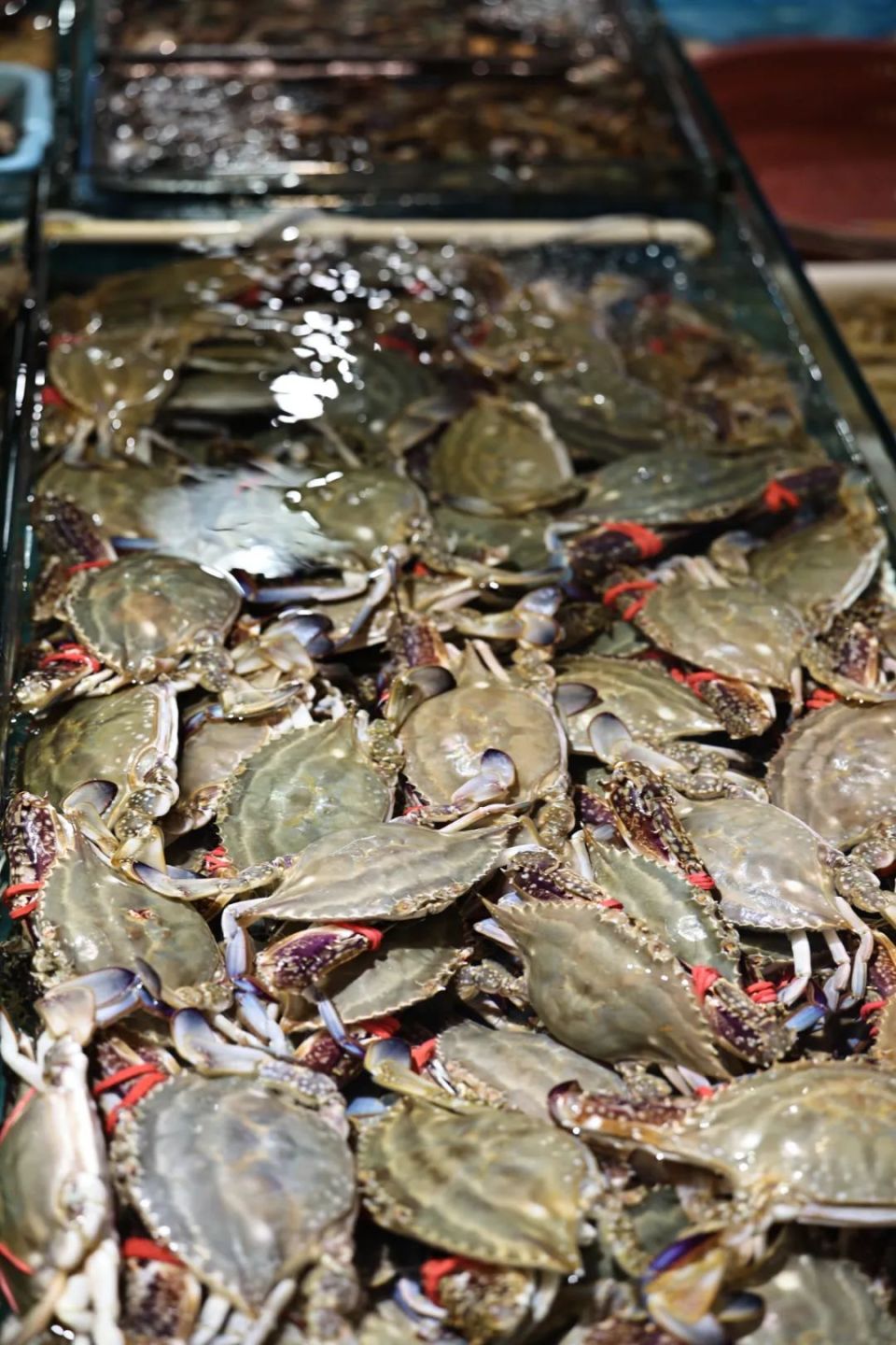 目前,虽然日照处在休渔期,但海鲜市场供应充足,除了养殖和冷冻海鲜外