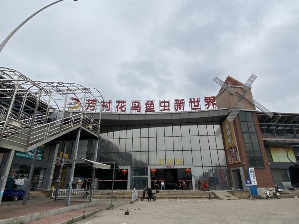 大火发生之后,芳村花鸟鱼虫新世界怎样了?