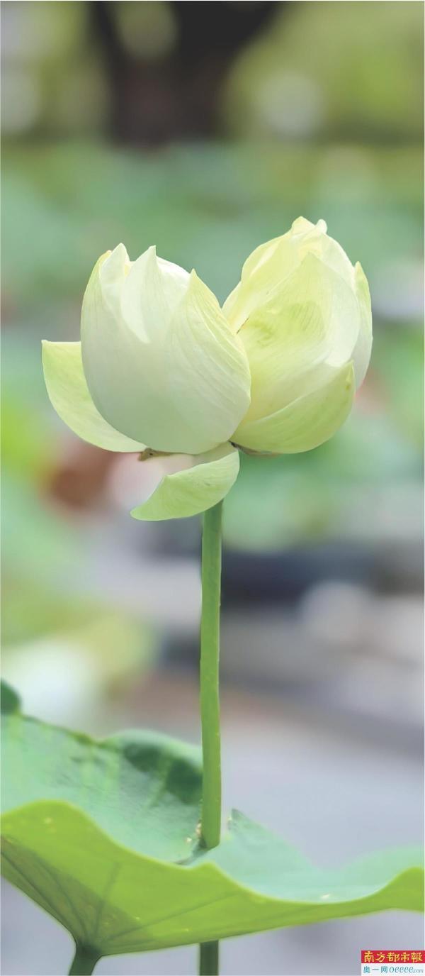 荷塘"双生花" 夏日"白宝石"