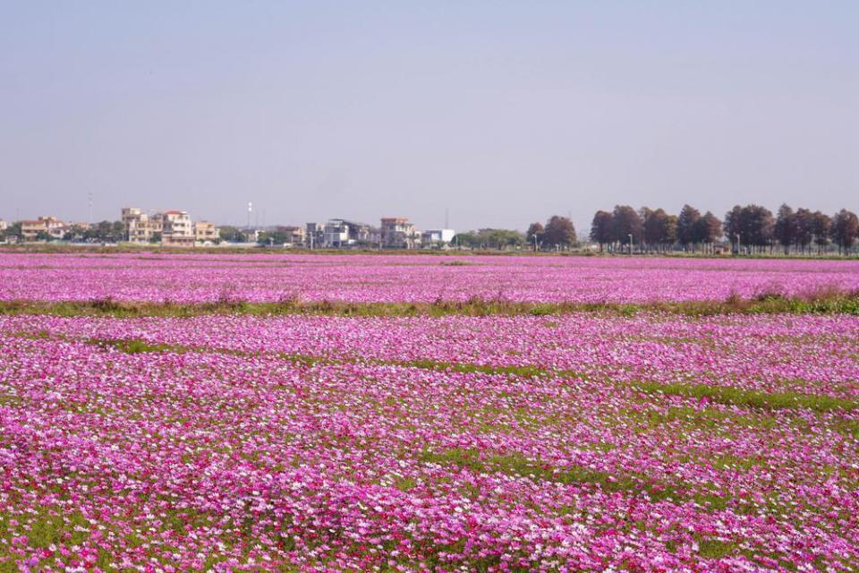 新春走基层·中山丨南朗崖口村格桑花盛放为新春添彩_腾讯新闻