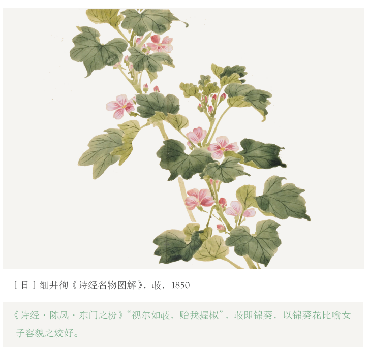 蜀葵地位之变迁01端午节,我们就聊一聊端午花——蜀葵.
