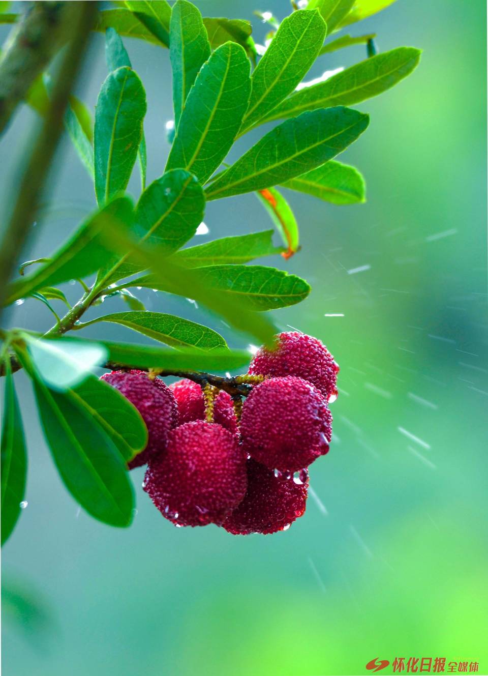 怀化印记 | 杨梅很甜,传说很美