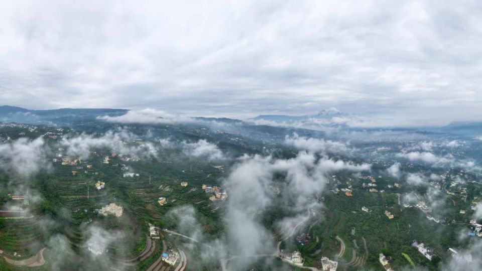 "永善枇杷"香飘国内外