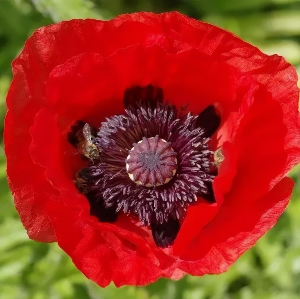 女子在楼顶种植529株罂粟,法院:拘役5个月,缓刑6个月,罚金1000元