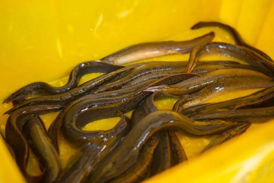 北江河鲜正肥美!口口鲜甜