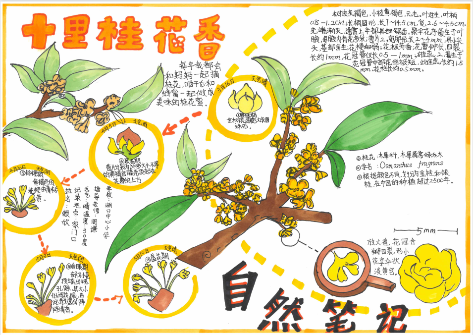 桂花植物卡片介绍图片