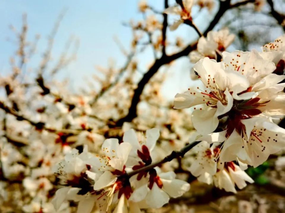 桃花樱花杏花……你到底是什么花!_腾讯新闻