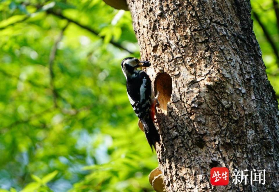 你来我往,几乎每隔十几分钟就从树林中飞出,找来鸟宝宝爱吃的各种虫儿