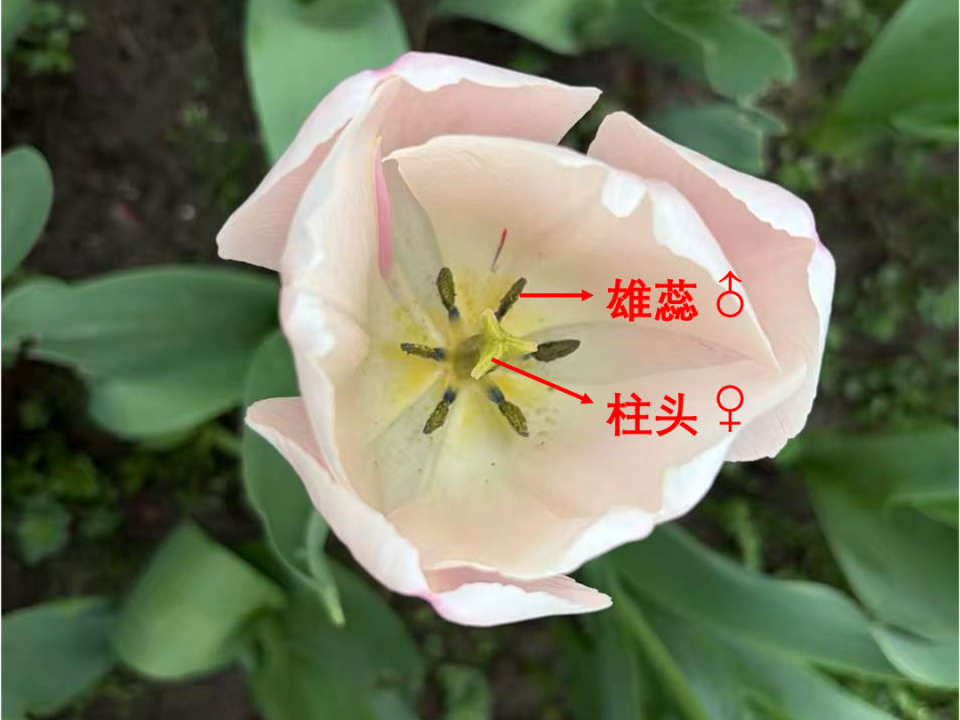 这朵感染了病毒的花，为什么能值一栋楼？