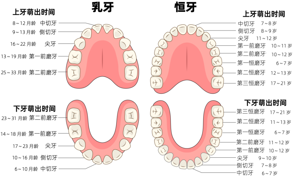 一般来说,孩子的乳磨牙萌出后,可以做常规的沟封闭.要做到几岁?