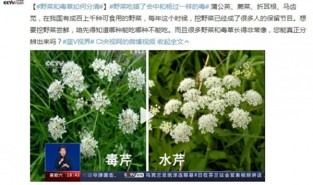 比如紫花地丁和早开堇菜容易混淆;荠菜的幼株和蔊菜,独行菜看起来区别