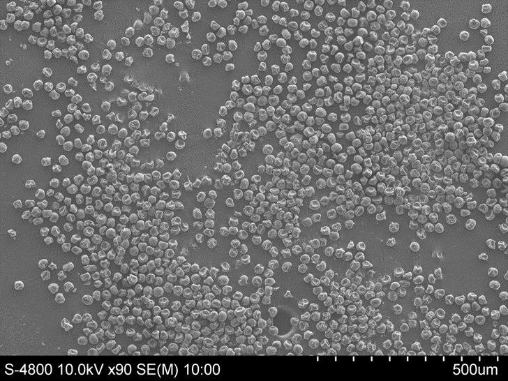 春季致敏的花粉主要来源于北京城市绿化常用的乡土树种,例如:桧柏