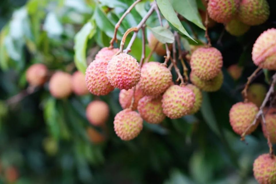 成熟的荔枝果壳鲜红,犹如一颗颗璀璨的红宝石,在阳光的照耀下熠熠生辉